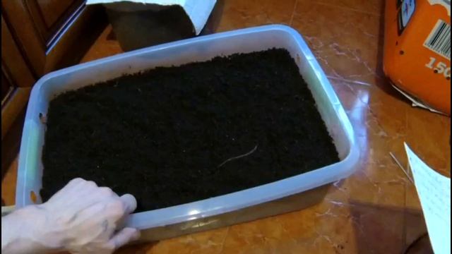 РАЗВЕДЕНИЕ ЧЕРВЕЙ ОТ А до Я, ПРОДОЛЖЕНИЕ. смотреть онлайн