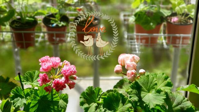 제라늄 데니스 키우기 geranium denise смотреть онлайн