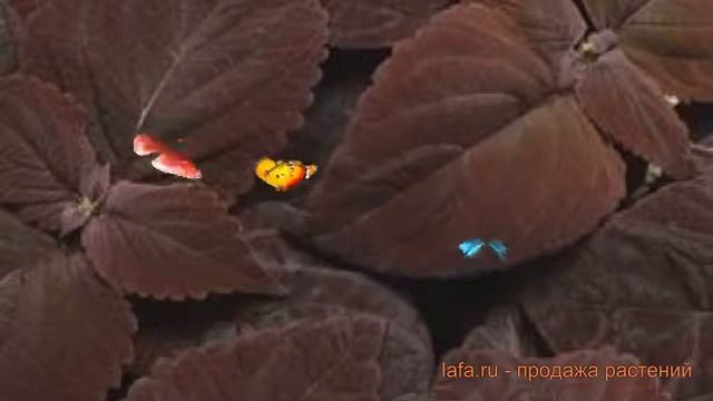 Колеус обыкновенный Дарк Шоколад ? колеус Дарк Шоколад обзор: как сажать семена колеуса Дарк Шокола смотреть онлайн