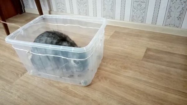 Пранк над котами//много котов