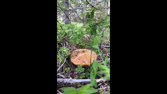 Mushroom Picking Heaven - Bunch of morrels, huge boletes or spring kings and some corrals. смотреть онлайн