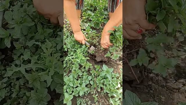 Мята "Шоколад" от Натальи Ромашки. 3 серия. смотреть онлайн