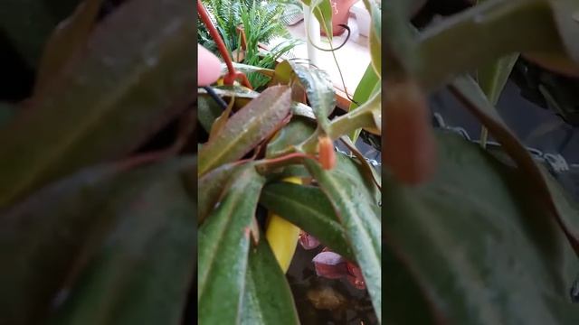 Непентес (Nepenthes) и другие "хищные "растения! Гусеницы сильнее? смотреть онлайн