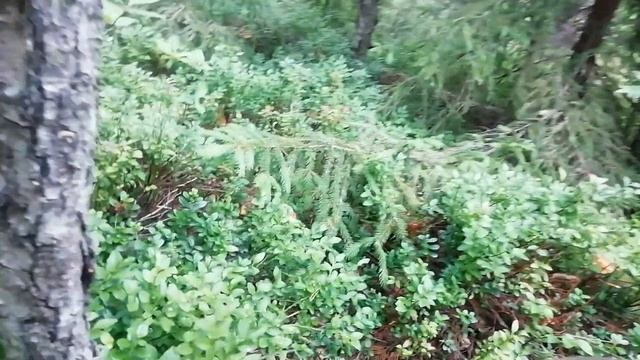 Сбор черники не спеша