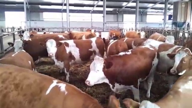 Продажа Крупного рогатого Скота живым Весом +79656176005 смотреть онлайн