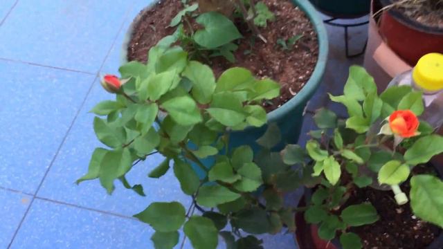 IT’S ORANGE ROSE смотреть онлайн