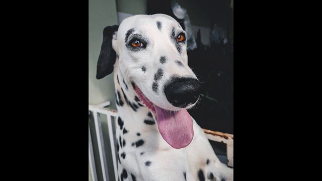 Before You Choose A Dog - THE DALMATIAN - 7 Facts To Consider
