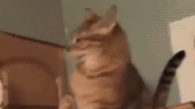 Кот из шкафа бьет кота смотреть онлайн