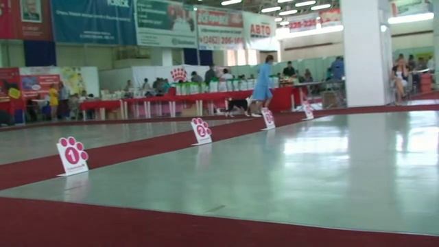 АСТ кобели CACIB 2012 Тюмень смотреть онлайн