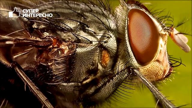 Как МУХИ РАЗНОСЯТ ВИРУСЫ? Чем опасны мухи в доме и чем они могут заразить? смотреть онлайн