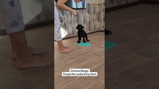 Чей вундеркинд? ? смотреть онлайн