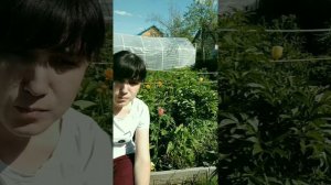 купальница - садовый многолетник