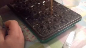 Ревень через рассаду. Посев.