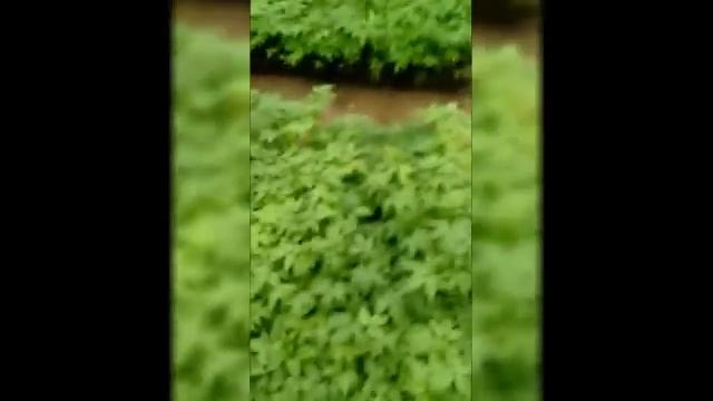 Астрахань выбирает томаты от Глобал Сидс! смотреть онлайн