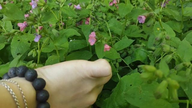 МЕДУНИЦА смотреть онлайн