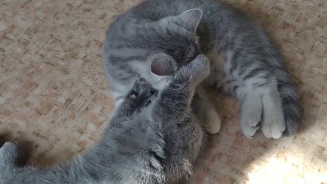 кошачьи нежности смотреть онлайн