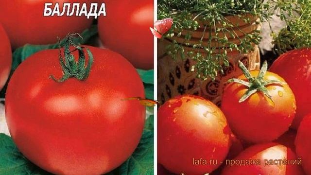 Томат обыкновенный Баллада (ballada) ? томат Баллада обзор: как сажать семена томата Баллада смотреть онлайн