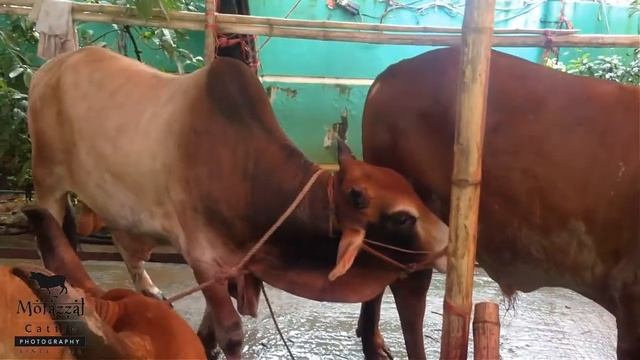 Qurbani Cattles of PHP Group: Chattogram смотреть онлайн