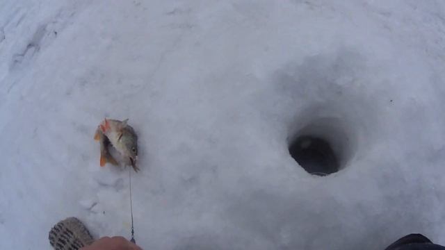 Рыбалка на таёжном озере. Жерлицы. Клёв Щуки и Окуня! смотреть онлайн