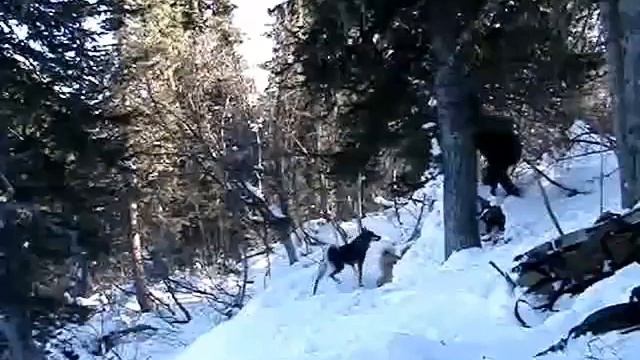 Провалился в берлогу! Или как НЕЛЬЗЯ охотиться! Пнул крупного медведя по морде! смотреть онлайн