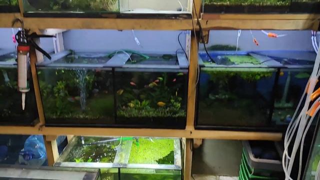 Урожай анциструсов.. смотреть онлайн
