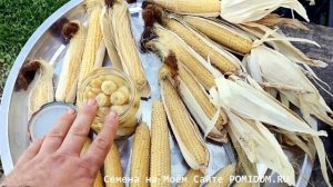 Маленькая, да УДАЛЕНЬКАЯ! Японская Голозёрная Мини Кукуруза Baby Corn — ヤングコーン СПЕЦИАЛЬНЫЙ СОРТ!