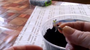 Посев семян с опережением.Платикодон