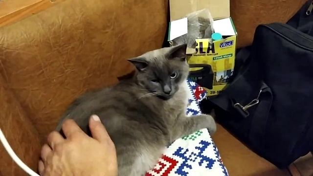 Тайская кошка.Моя любимая порода. смотреть онлайн
