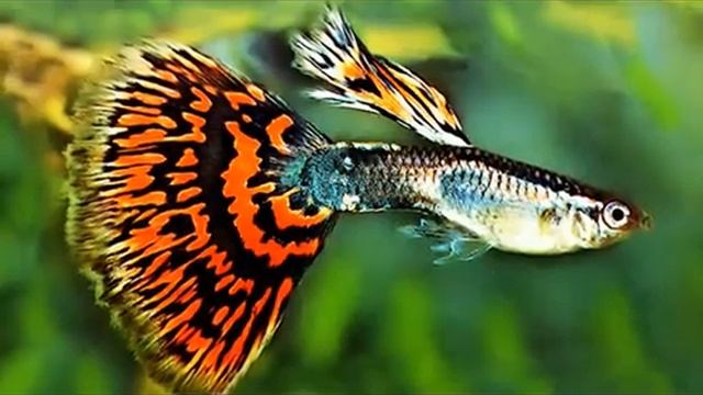 Guppy in Moscow-Московские гуппи смотреть онлайн