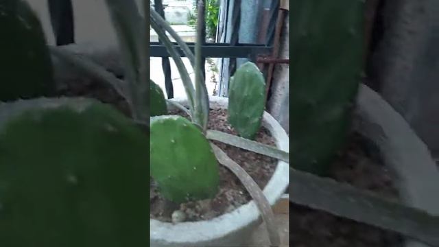 Opuntia ficus-indica; nopal, higuera (de pala), palera, tuna. Cactus Para El Jardín. смотреть онлайн