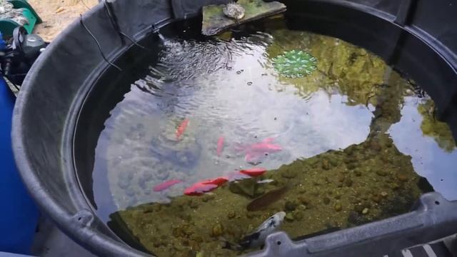 Getting A NEW RED EAR SLIDER For My OUTDOOR POND смотреть онлайн