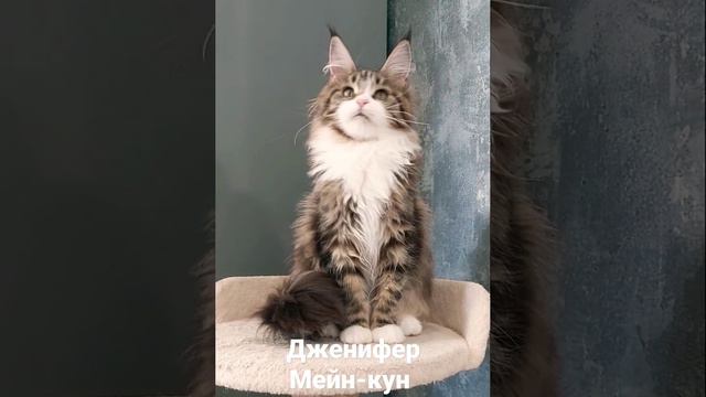 Ну просто море обаяния и красоты! Девочка Дженифер, 6 месяцев #mainecoon #kitten #cat # Мейн-кун смотреть онлайн
