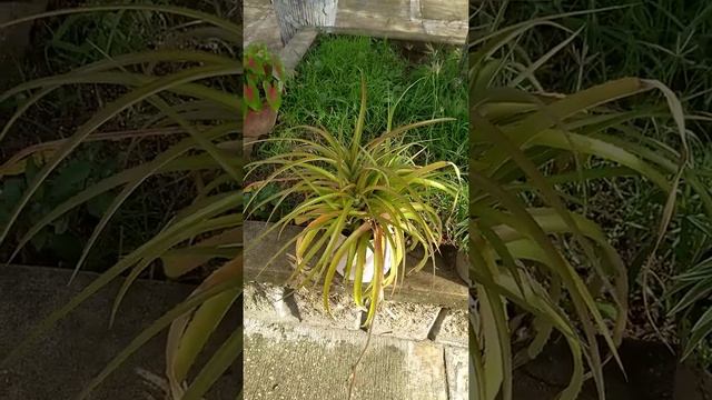 Колумбийское тропическое растение смотреть онлайн