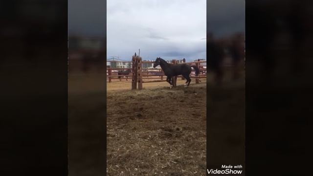 Турбо Дансер 🐎🔥✊💪👍😊 смотреть онлайн
