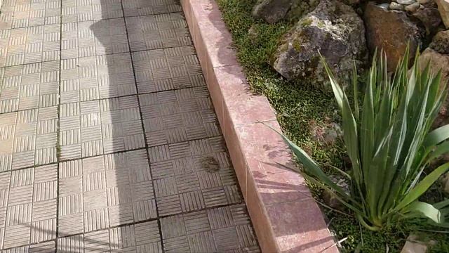 Клумба с зимостойкими кактусами 14 марта 2020г. смотреть онлайн