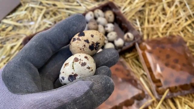 Купить Инкуб Яйцо перепела в Украине ??//Техасский мясной перепел А+, яйцо, мясо, молодняк смотреть онлайн