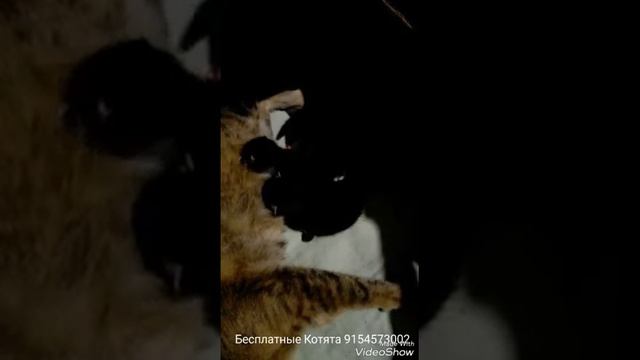 Бесплатные Котята По Номеру 9154573002 смотреть онлайн
