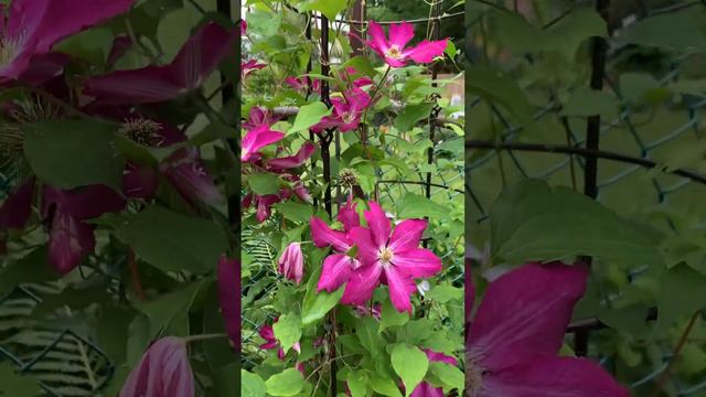 Beautiful blooming Clematis смотреть онлайн
