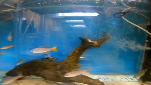 Ципрохромисы флюресцент, энантиопусы келеса и стурисомы. смотреть онлайн