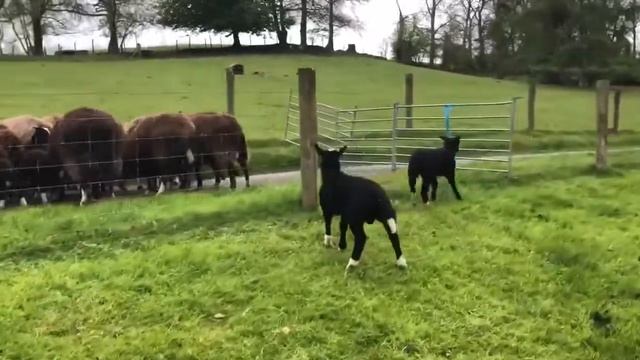 РОССИЯ ОГРОМНЫЕ ОВЦЫ ЦВАРТБЛЕС смотреть онлайн