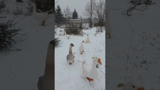 гуси, подворье. смотреть онлайн
