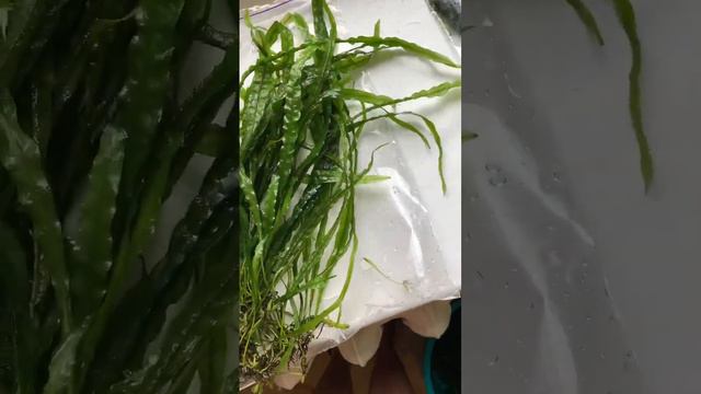 ВОТ ЭТО ПАПОРОТНИК😲 #аквариум #aquarium #aquascape #акваскейп смотреть онлайн