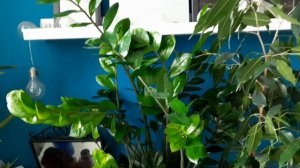 Мои комнатные растения кроме Орхидей. Комнатные цветы. Комнатные растения в квартире