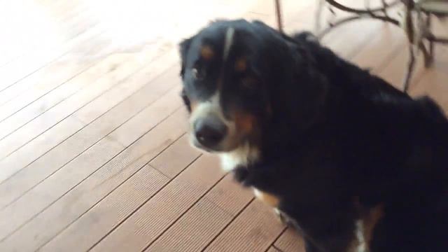 Тайный блог Бруны🐩🐕🐶 смотреть онлайн