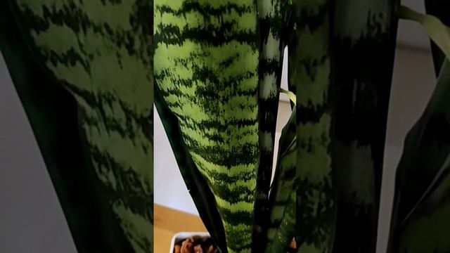 #сансевиерия #тещинязык #sansevieria смотреть онлайн