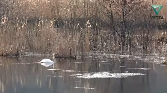 В Прикамье возвращаются перелетные птицы смотреть онлайн