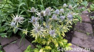 Экзотический многолетник синеголовник