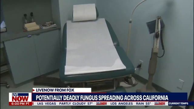 Candida auris: What you should know about the fungus spreading in U.S. hospitals | LiveNOW from FOX смотреть онлайн