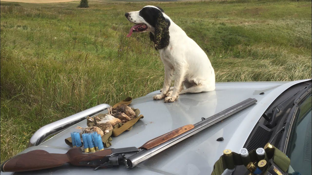 Охота на перепела с русским охотничьим спаниелем смотреть онлайн