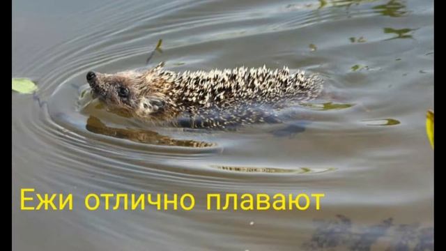 Обыкновенный ёж ?